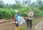 Bhabinkamtibmas Kelurahan Cibeuti Jalin Silaturahmi dengan Petani Jagung, Ajak Warga Dukung Ketahanan Pangan
